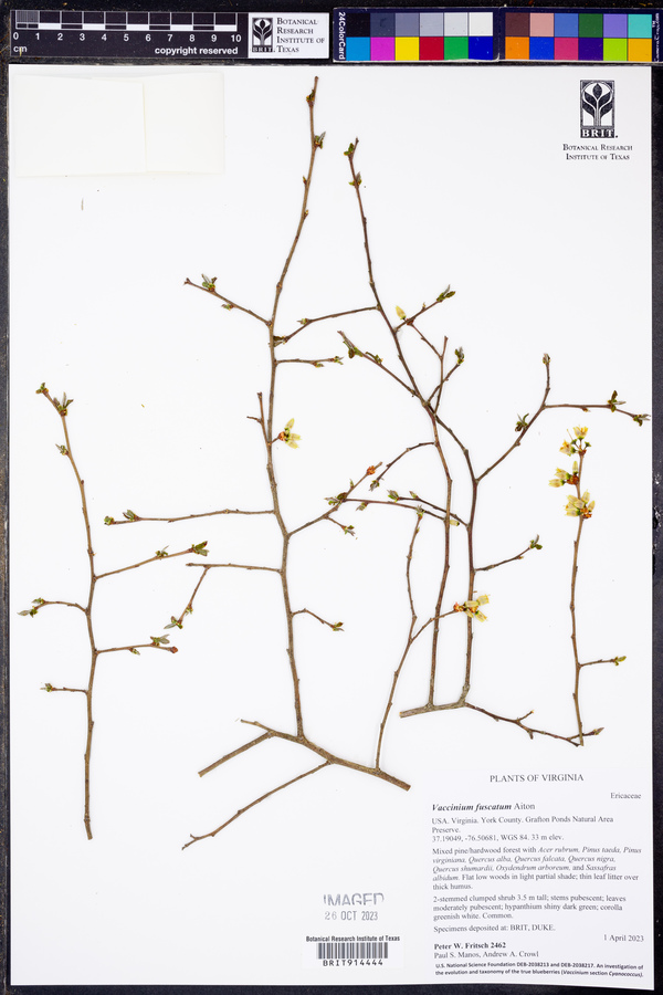 Vaccinium fuscatum image