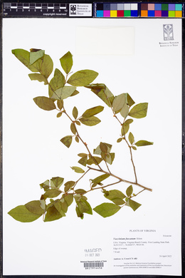 Vaccinium fuscatum image