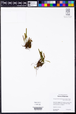 Oreogrammitis kinabaluensis image