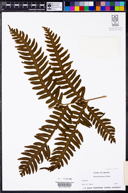 Pteris decurrens image