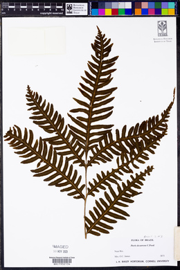 Pteris decurrens image