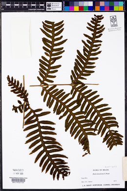 Pteris decurrens image