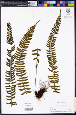 Asplenium lunulatum image