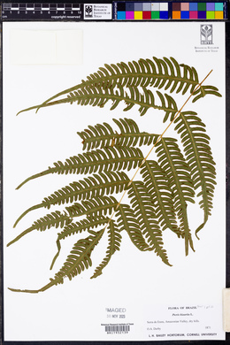 Pteris biaurita image