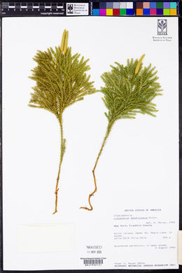 Dendrolycopodium dendroideum image