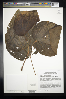 Poikilogyne macrophylla image