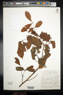 Image of Aglaia odoratissima