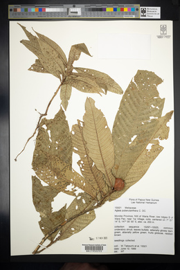 Image of Aglaia puberulanthera