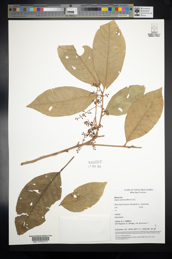 Aglaia subminutiflora image