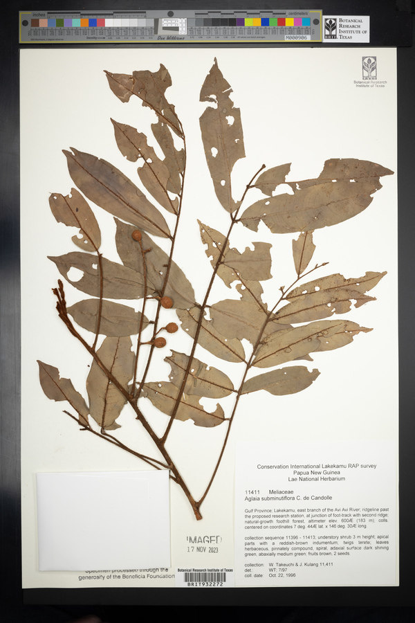 Aglaia subminutiflora image