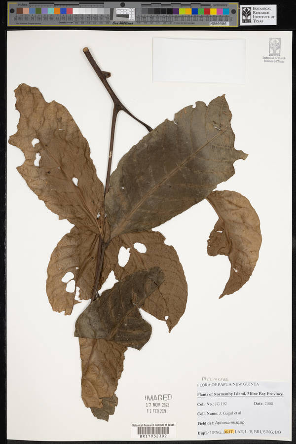 Aphanamixis image
