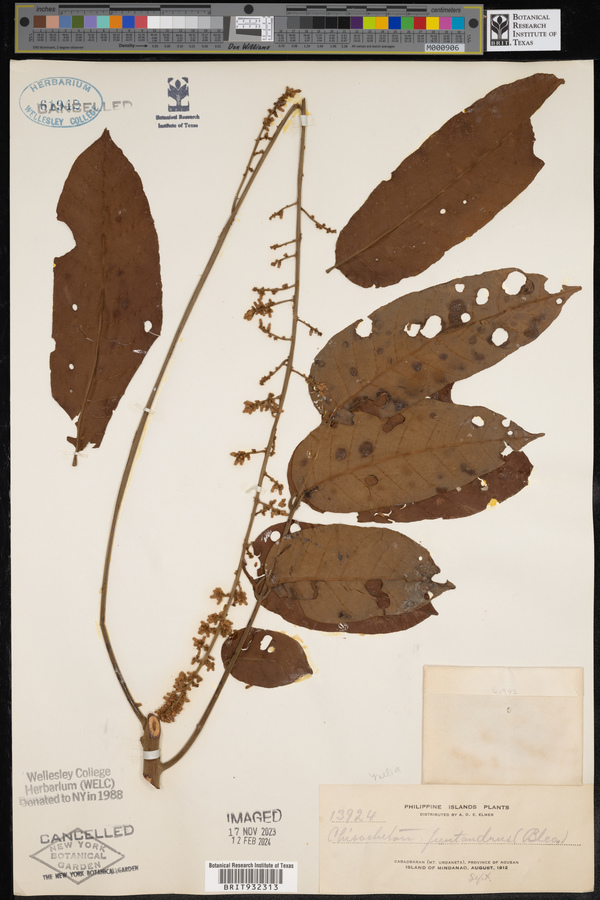 Chisocheton pentandrus image