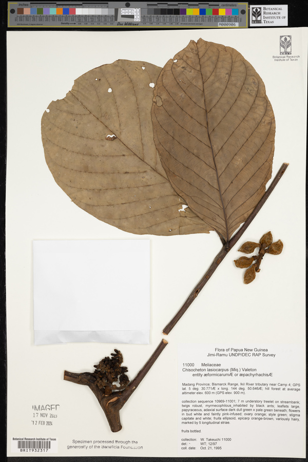 Chisocheton lasiocarpum image