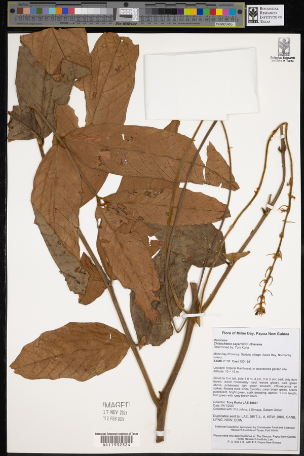 Chisocheton sayeri image