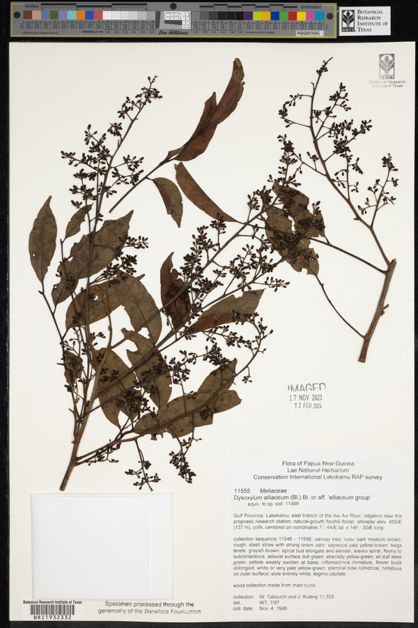 Dysoxylum alliaceum image