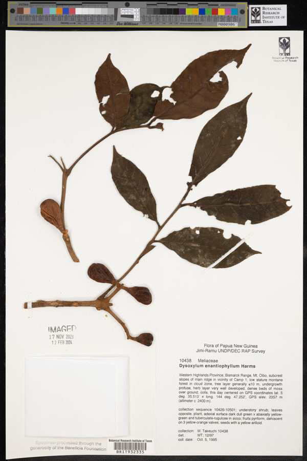 Dysoxylum enantiophyllum image