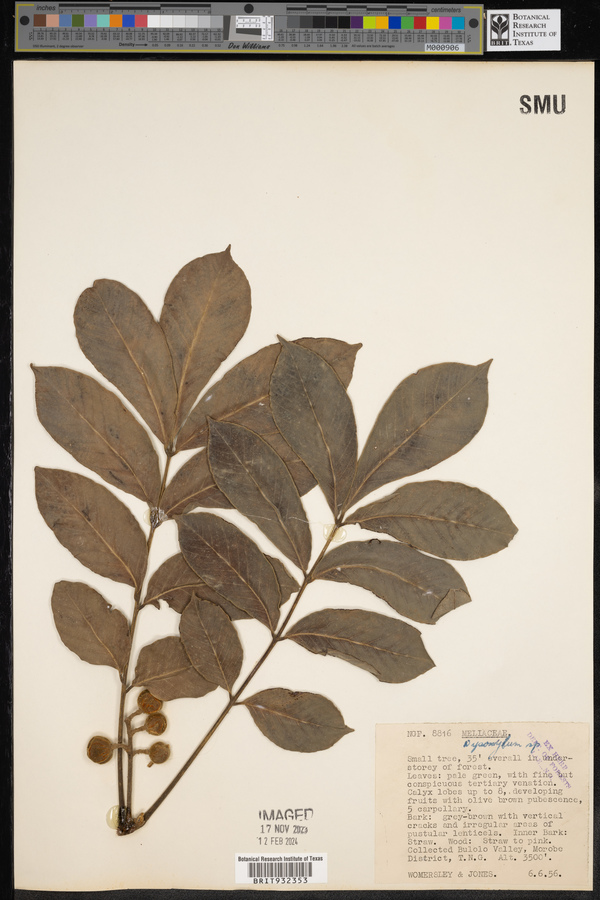 Dysoxylum image