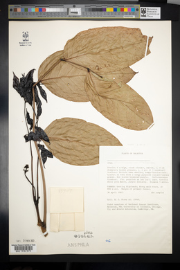 Image Associated With the Occurence