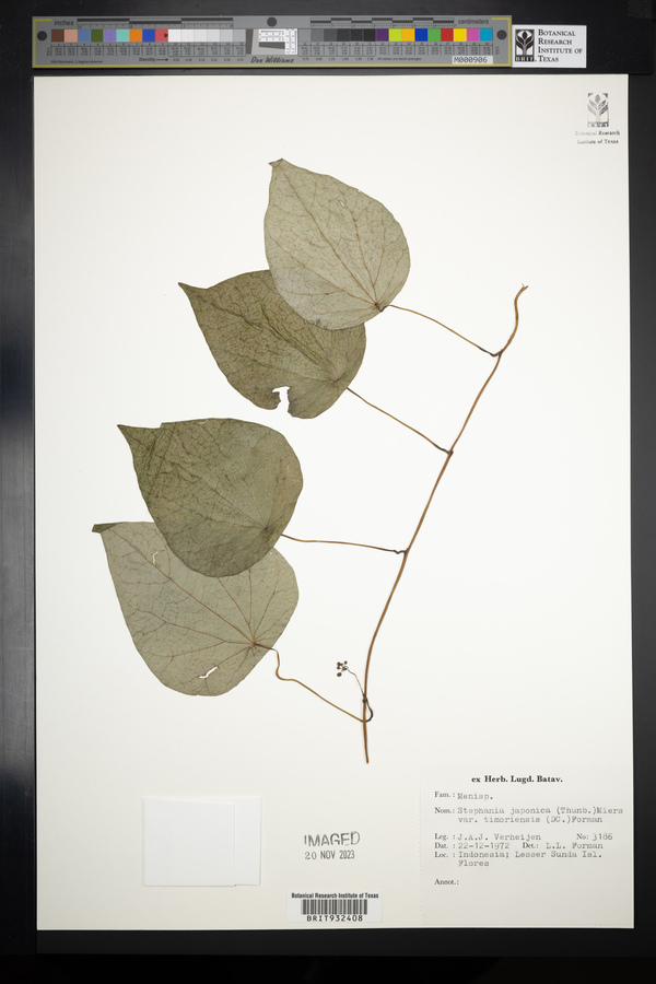 Stephania japonica var. timorensis image