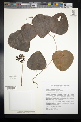 Stephania japonica var. timorensis image