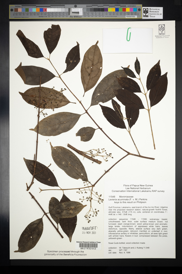 Levieria acuminata image