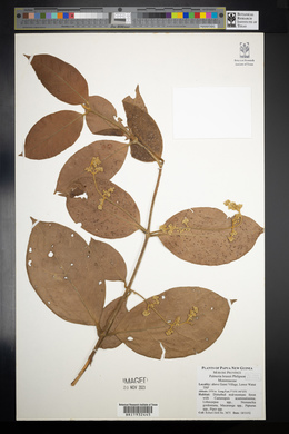Image of Palmeria brassii