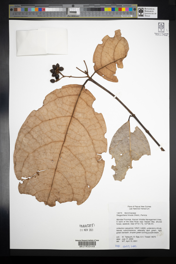 Steganthera image