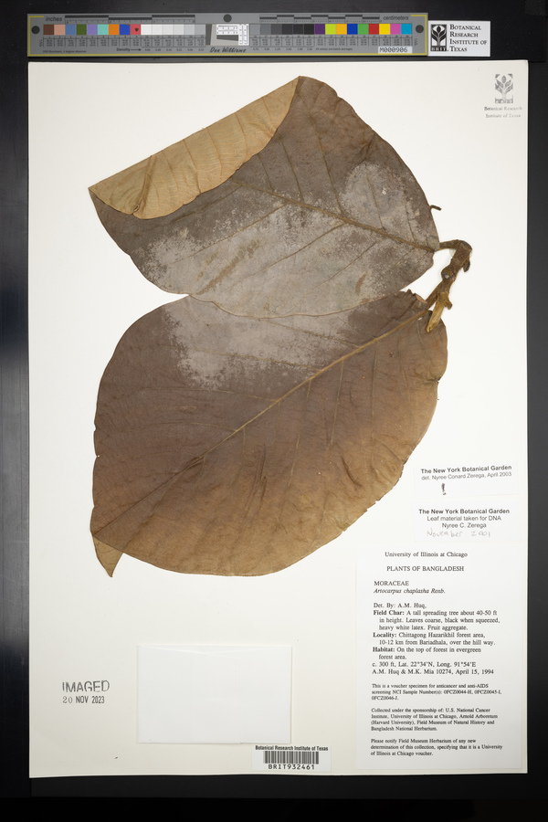 Artocarpus chama image