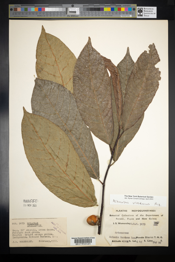 Artocarpus vrieseanus image
