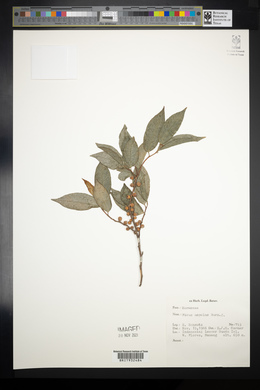 Ficus ampelos image