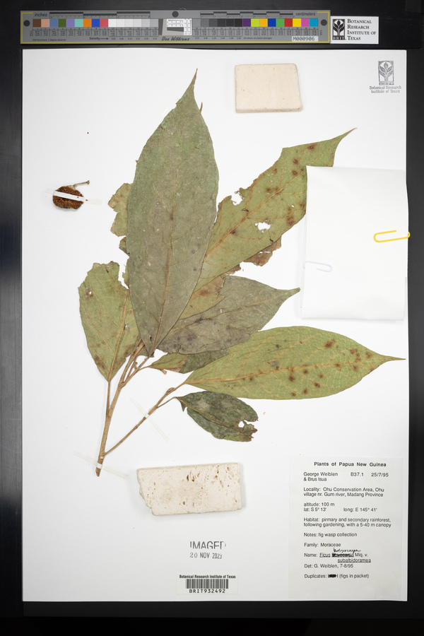 Ficus botryocarpa subsp. subalbidoramea image