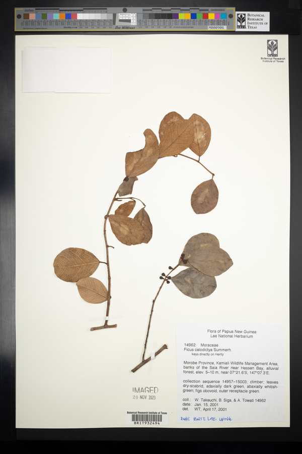 Ficus disticha image