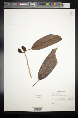 Ficus depressa image