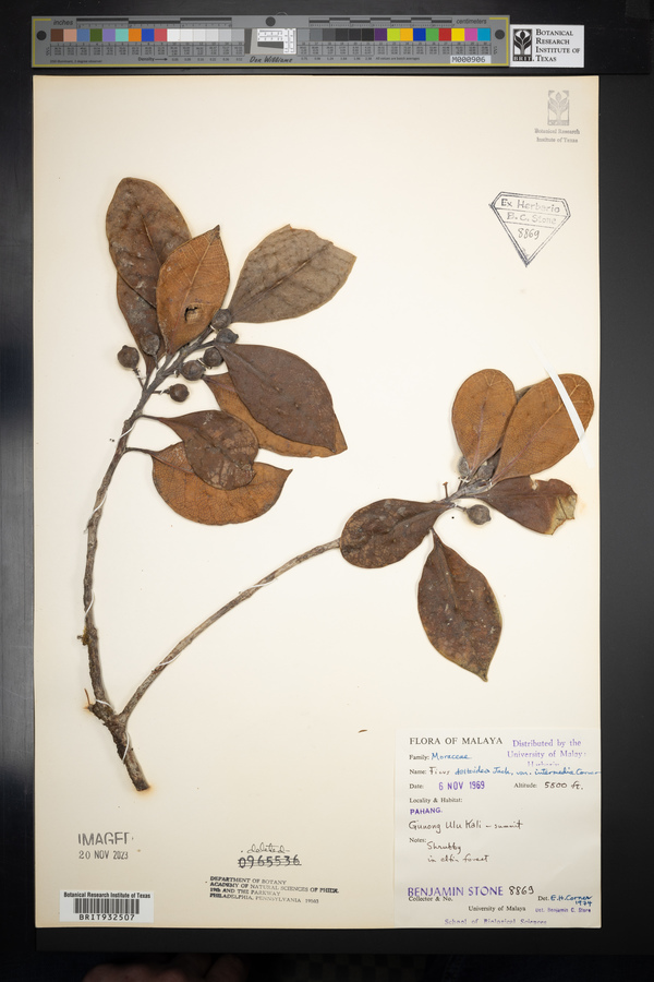 Ficus oleifolia subsp. intermedia image