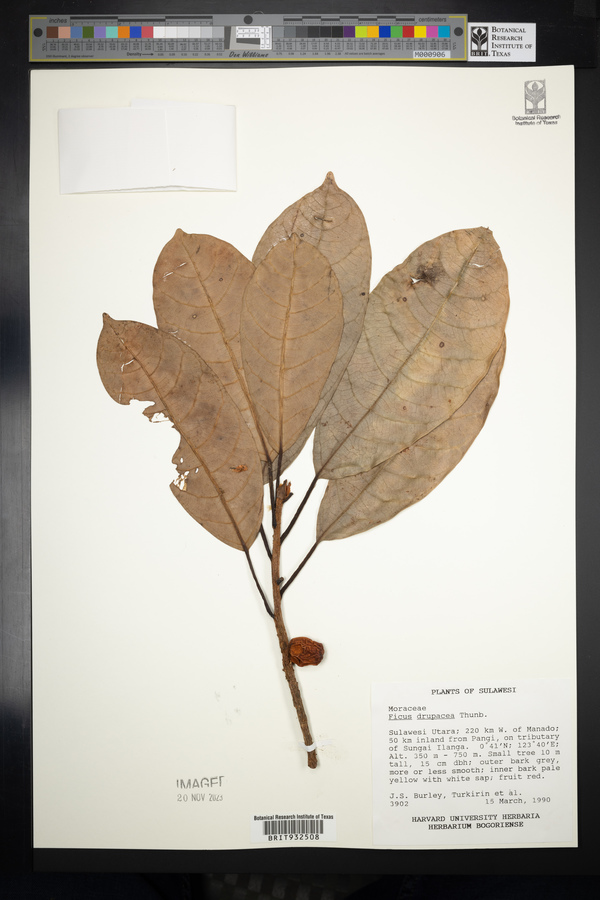 Ficus drupacea image