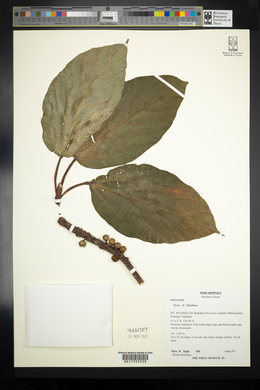 Ficus fistulosa image