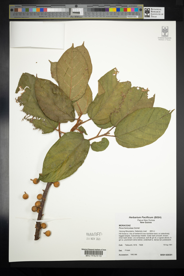 Ficus funiculosa image