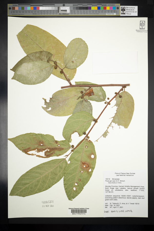 Ficus gul image