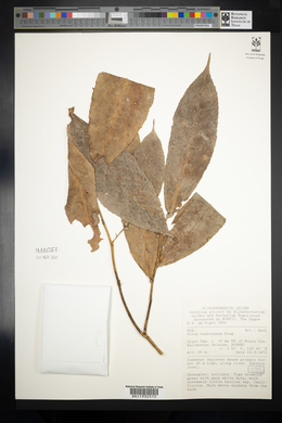 Image of Ficus hemsleyana
