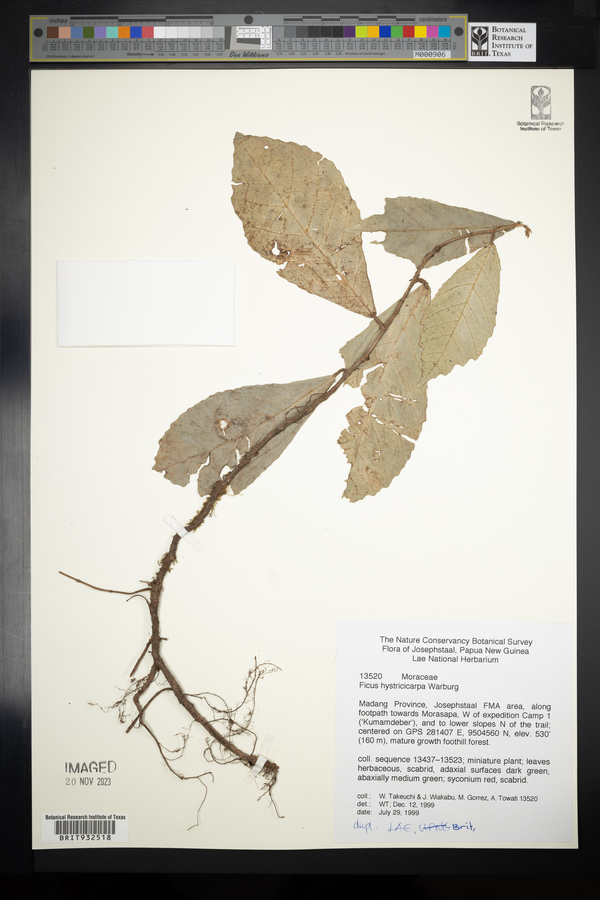 Ficus hystricicarpa image