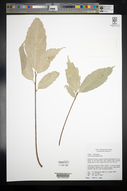 Ficus hystricicarpa image