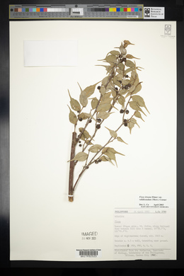 Ficus ampelos image