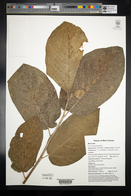 Ficus melinocarpa image