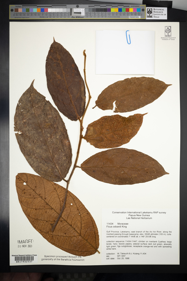 Ficus odoardi image