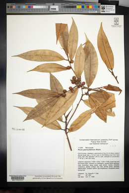 Ficus subtrinervia image