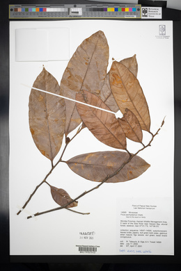 Ficus subtrinervia image