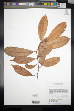 Ficus subtrinervia image