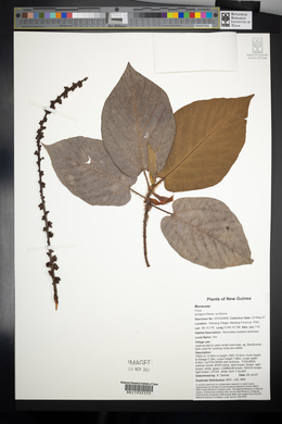 Ficus pungens image