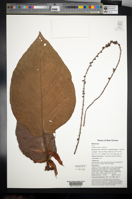 Ficus pungens image