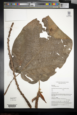 Ficus pungens image